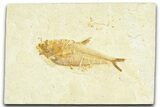 Detailed Fossil Fish (Diplomystus) - Wyoming #367582-1